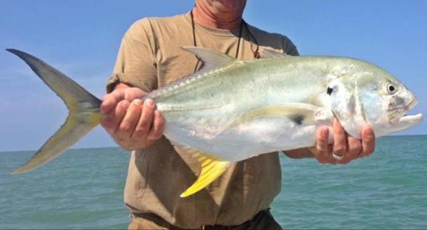 Crevalle jack, 31", the original photo