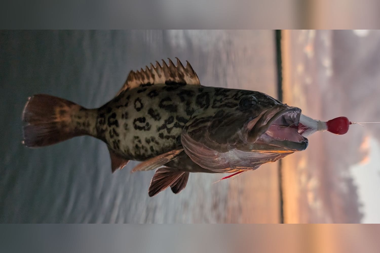 Gag grouper, the original photo