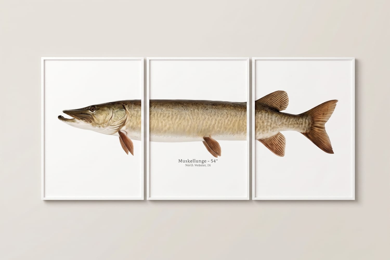 Muskellunge, framed print