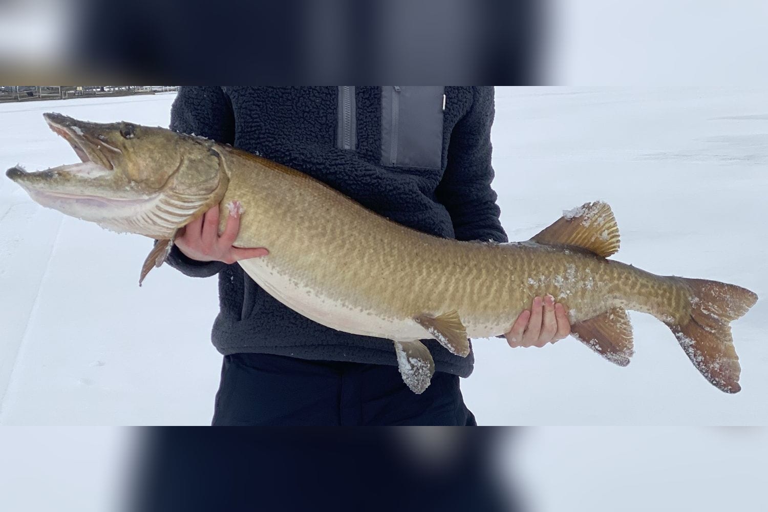 Muskellunge, original