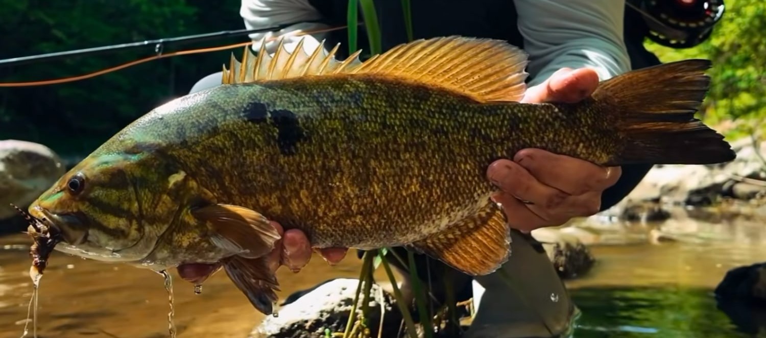 Smallmouth bass, the original photo