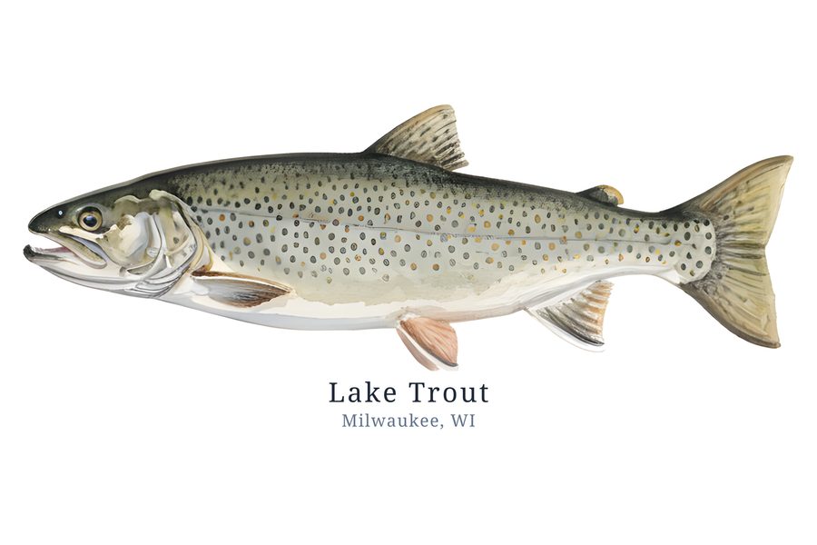 Lake trout — rendered